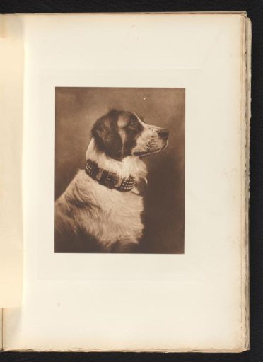 Portrait of an Unknown Dog