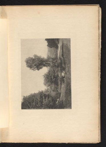 Landscape with trees and a fen
