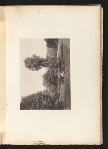 Landscape with Trees and a Fen