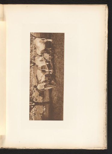 Plough drawn by three oxen near Verona