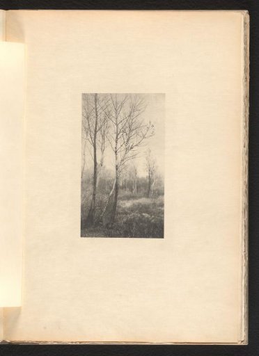 Birch Trees in November