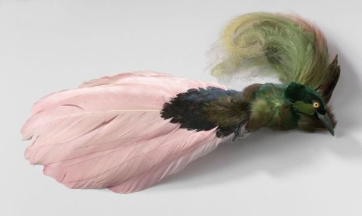 Hat plume composed of the mounted head of a bird of paradise (?), feathers of the hummingbird and other tropical birds