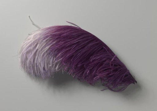 Ostrich feather with color gradient from purple to lilac