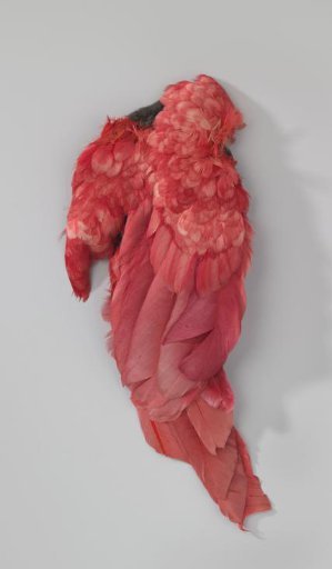 Hat Feather of Rose Chicken Wing