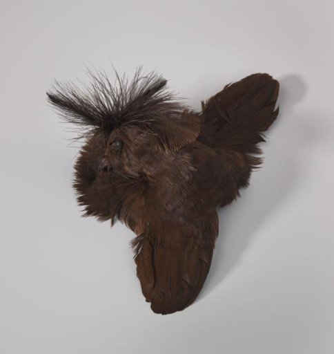 Hat Aigrette; a Brown Bird with Black Beak and Spread Wings