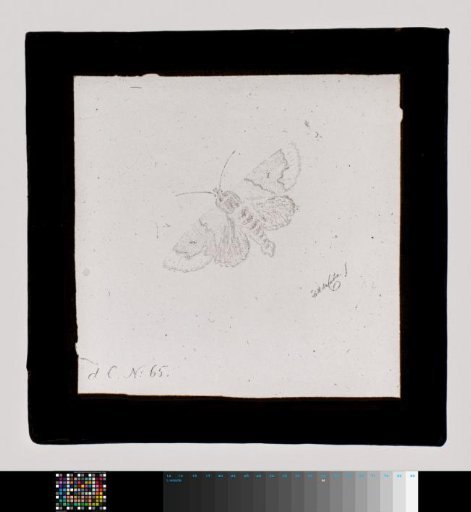 Square with a butterfly