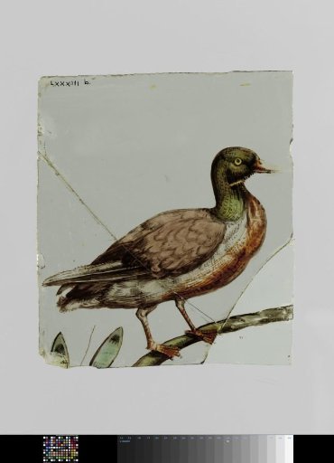 Pane with a duck
