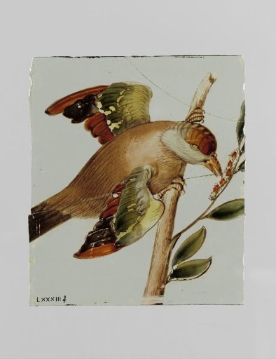 Pane with a bird pecking at a caterpillar on a branch