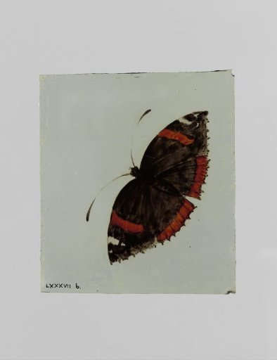 Pane with a butterfly
