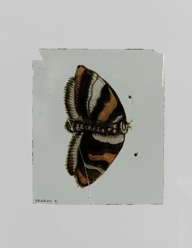 Pane with a butterfly