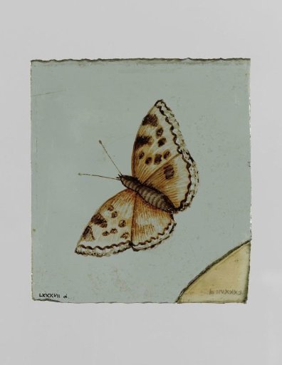Pane with a butterfly