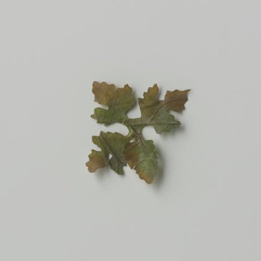 Grape leaf, cut out with veins pressed and colored green / brown on parchment (?)