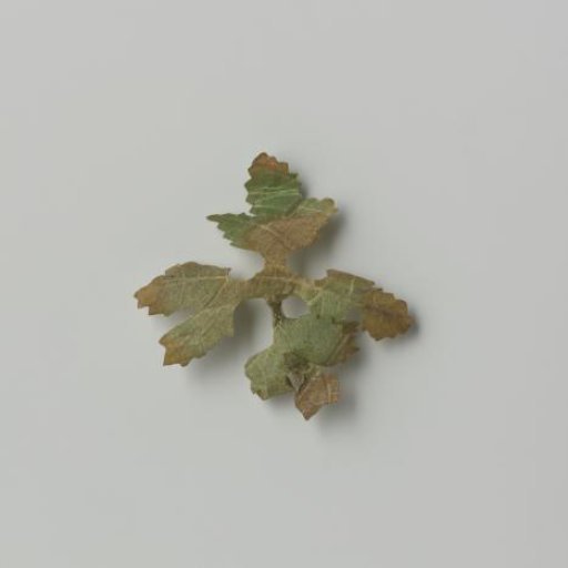 Grape leaf, cut out with veins pressed and colored green / brown on parchment (?)