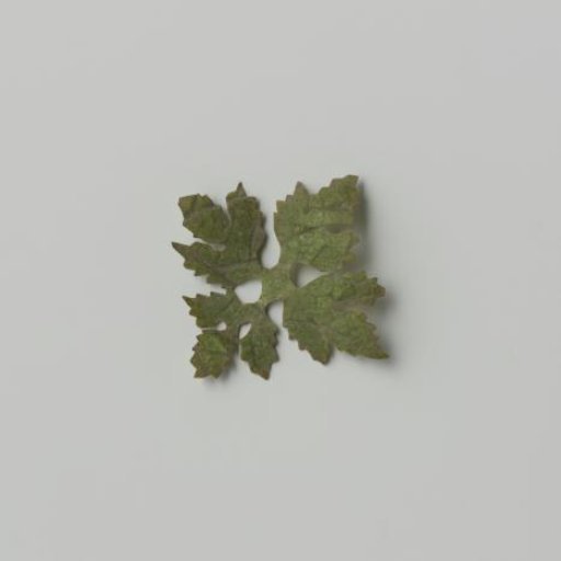 Grape leaf, cut out with veins pressed and colored green / brown on parchment (?)