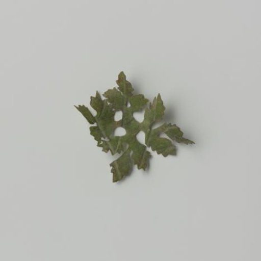 Grape leaf, cut out with veins pressed and colored green / brown on parchment (?)