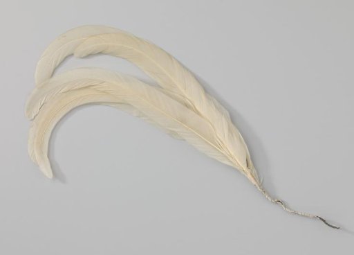 Tuft of five cock feathers, white
