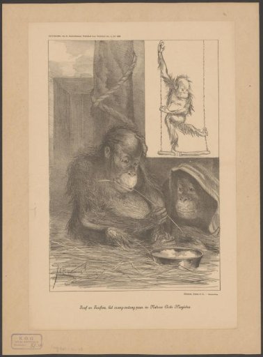 Josef and Josefine, the orang-outang pair in Natura Artis Magistra