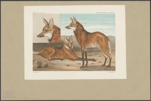Two red wolves