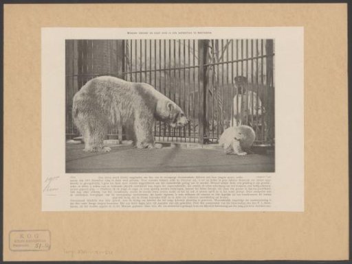 Mother polar bear and cub at Artis in Amsterdam