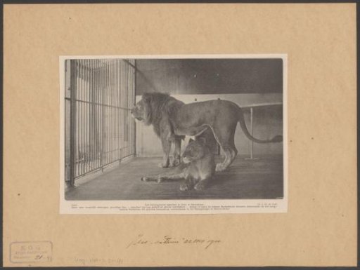 Two new Barbary lions in Artis in Amsterdam