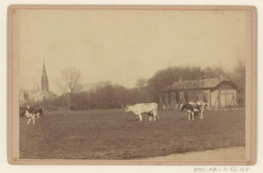 Cows in Vondelpark in Amsterdam