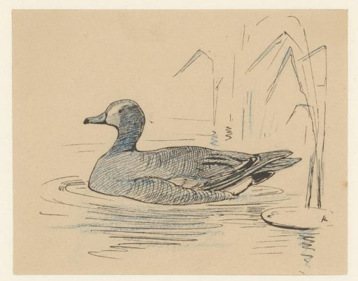 Duck in the Water