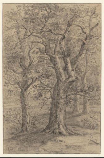 Wooded Landscape