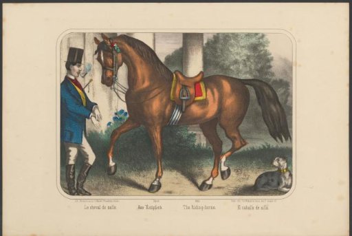 Saddled horse