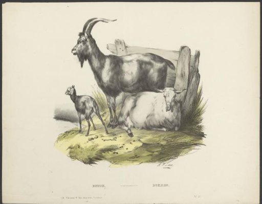 Three Goats
