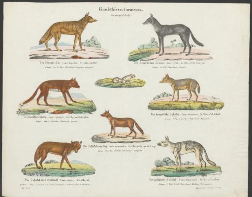 Lineage of Dogs