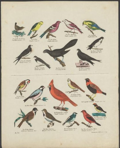 Types of birds