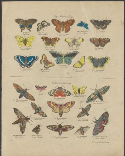 Day and night butterflies