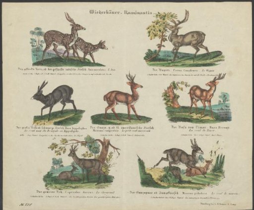 Species of deer