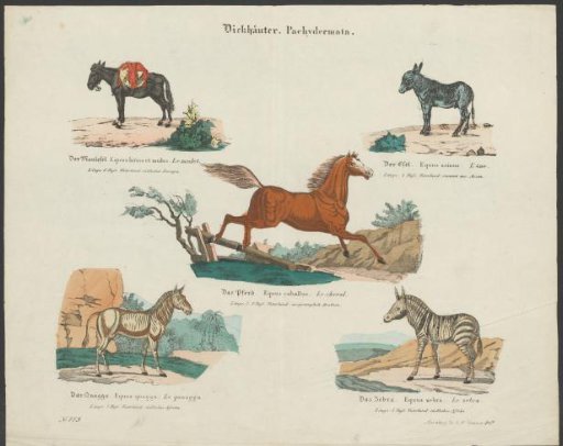 Species of equines