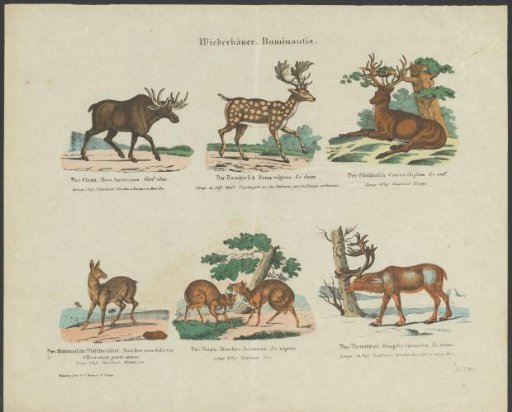 Species of deer