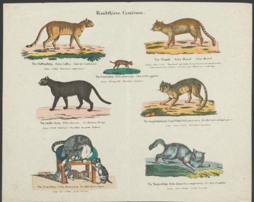 Species of felines