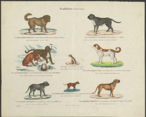 Species of canine