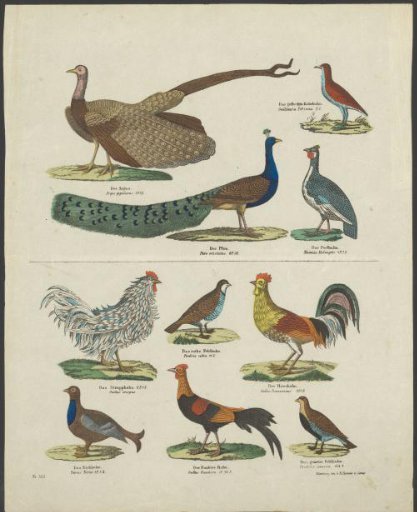 Types of birds