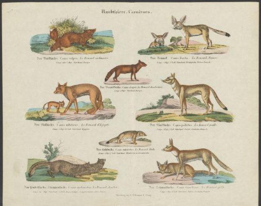 Types of Foxes