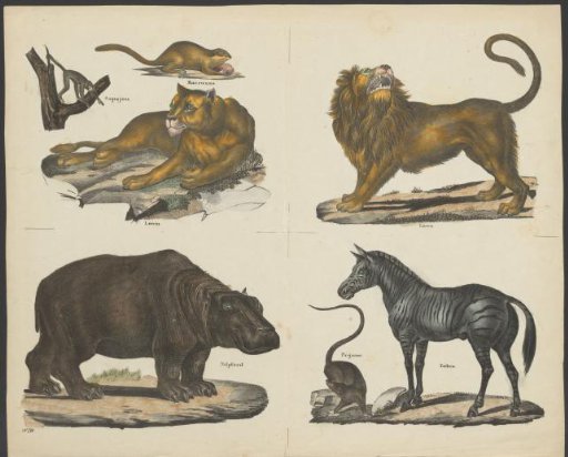 Lioness, Lion, Hippopotamus, and Zebra