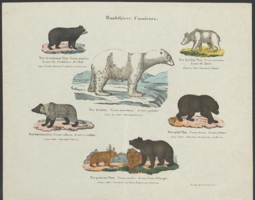 Types of Bears