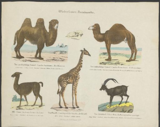 Types of ruminants