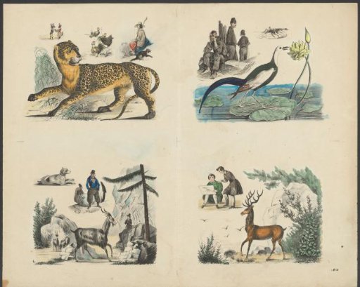 Leopard, bird, steenbok and hart