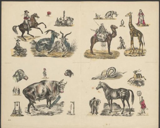 Ram, giraffe, ox and zebra