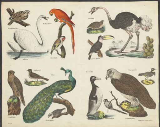 Various Birds