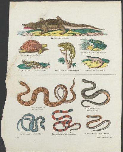 Reptiles and amphibians