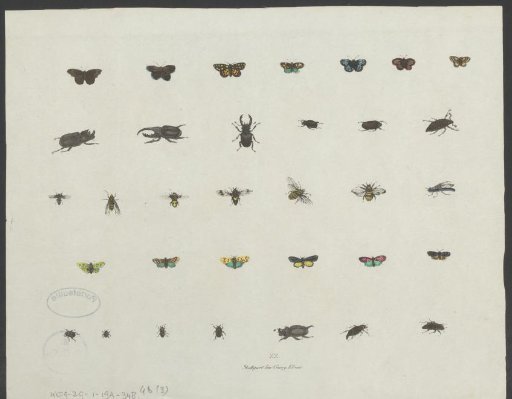 Butterflies, beetles and bees