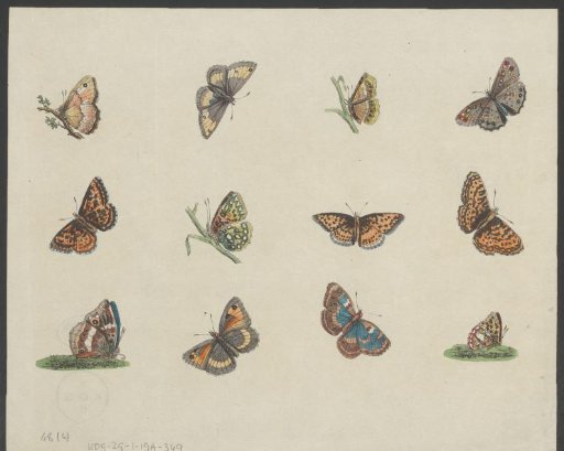Twelve butterflies