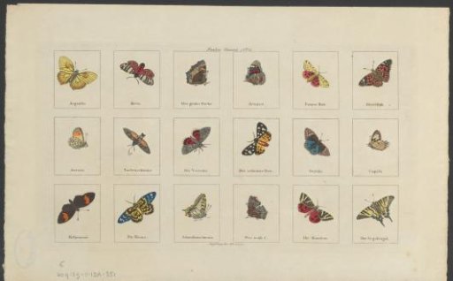 Eighteen Butterflies