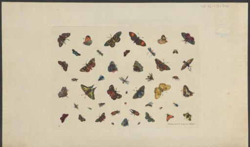 Butterflies and Other Insects